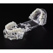 Dental Removable Demonstration for Teaching Teeth Model