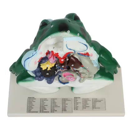 Comprehensive School Education: Large-Scale Frog Dissection Aids & Detailed Biology Models for Teaching