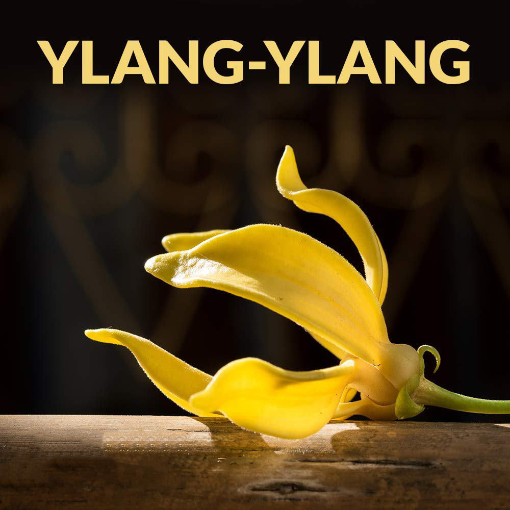 Ylang Ylang oil8