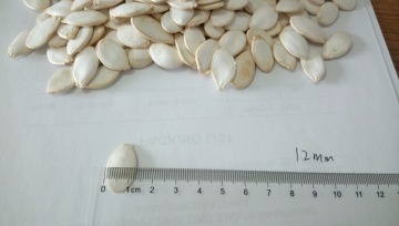 Low price pumpkin seeds salted pumpkin seeds China pumpkin seeds