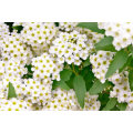 Spiraea Extract factory supply