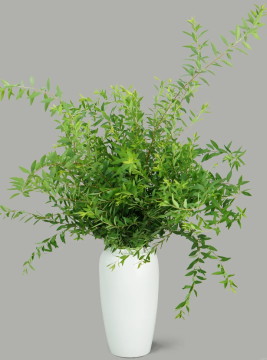 Spiraea Foliage Snow Willow Greenery for Elegant Landscaping