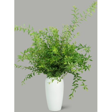 Spiraea Follage Snow Willow Greenery للمناظر الطبيعية الأنيقة