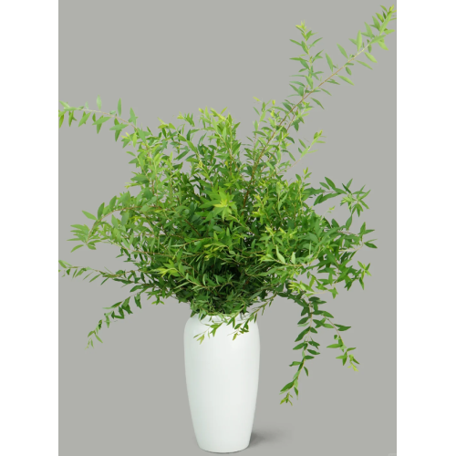 মার্জিত ল্যান্ডস্কেপিংয়ের জন্য Spiraea পাতার তুষার উইলো গ্রিনারি