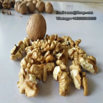 Various Sizes Walnut Kernels First Quality Walnut Kernel