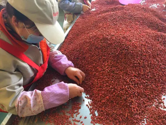 GMP 100% certified Dried Goji Berry