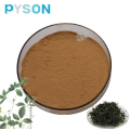 Gynostemma pentaphyllum Extrakt Gypenosid ≥50%