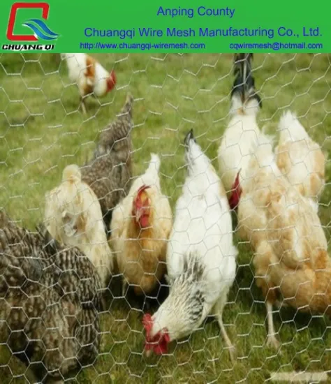 ISO small hole chicken fencing poultry equipments