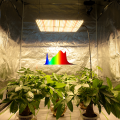 LED wachsen leichte Innenpflanzen