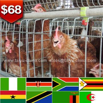 Naira account breeder poultry cage design farm