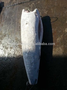 Sea Frozen black marlin good quality, HGT,100% NW