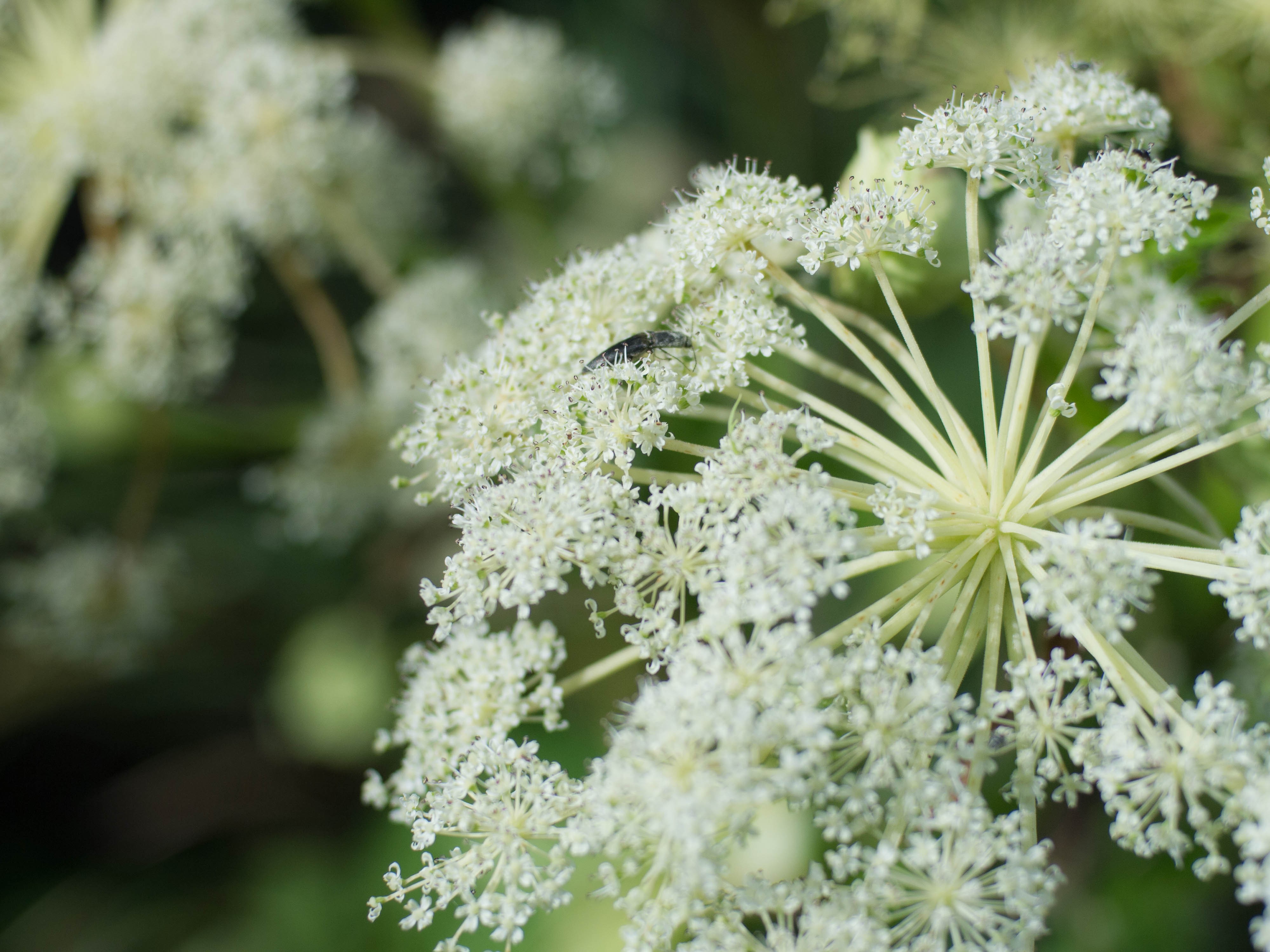 Angelica Dahurica Extract (4)