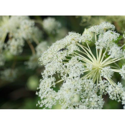 Natural Angelica Dahurica Root Extract Imperatorin Powder