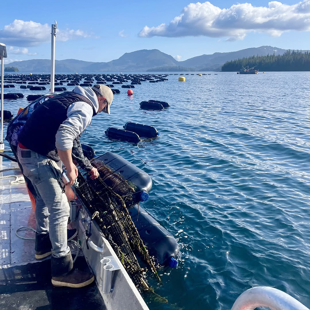 Oyster Farm American River