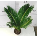 2022 Cycas revoluta 90#A CLASS