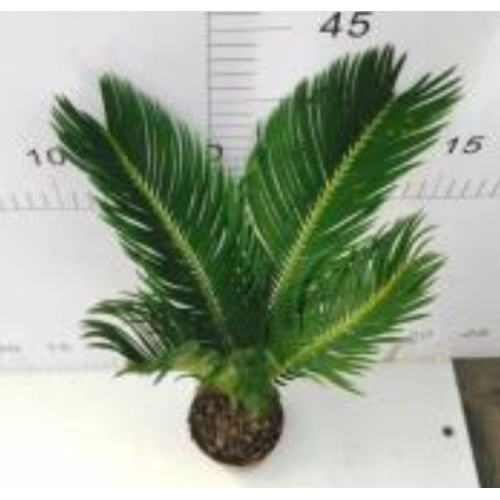 well designed Cycas revoluta 90