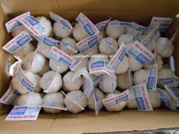 Pure white garlic in season