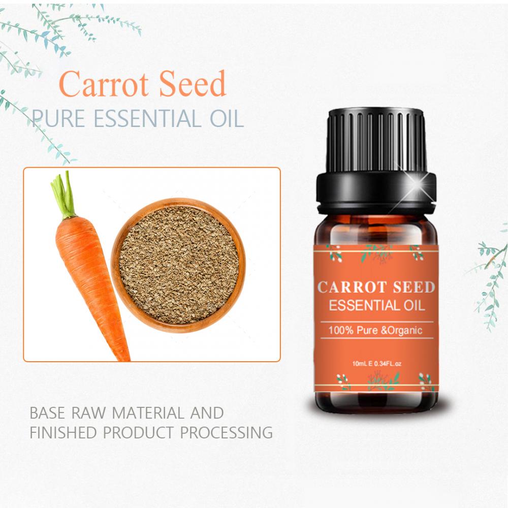 Distilled Extract Pure Carrot Seed Essential Oil Wholesale