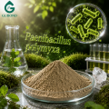 Paenibacillus Polymyxa مكونات الأسمدة الحيوية الميكروبية