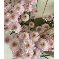 Abe গোলাপী স্প্রে chrysanthemum