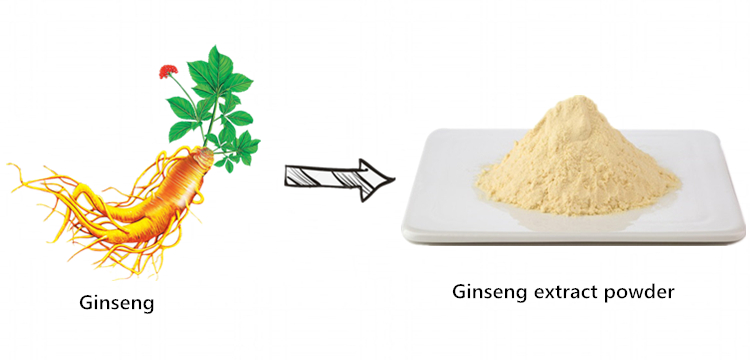 panax ginseng extract powder
