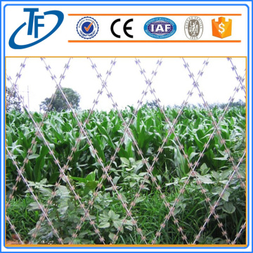 Safety razor wire, razor combat wire