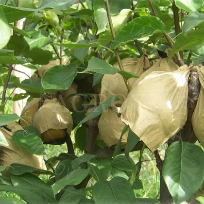 Pear Growing Bags Bagged Pear in Paper