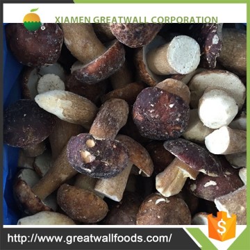 Professional manufacture supply wild porcini mushroom