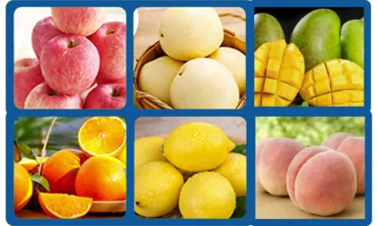 Fruit and Vegetable Washing Grading Machine