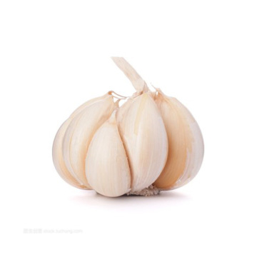 Fresh pure white garlic