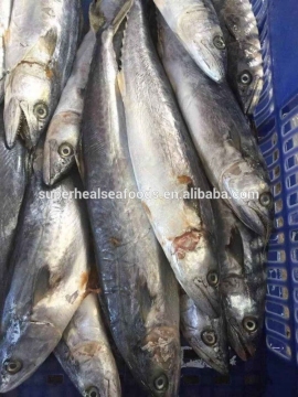 Frozen spanish mackerel for market all size available