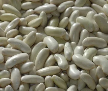 Large Long White Kidney Beans
