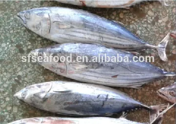 canned fish of skipjack tuna