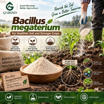 مسحوق بروبيوتيك Bacillus megaterium للأسمدة الحيوية التي تذوب الفوسفات