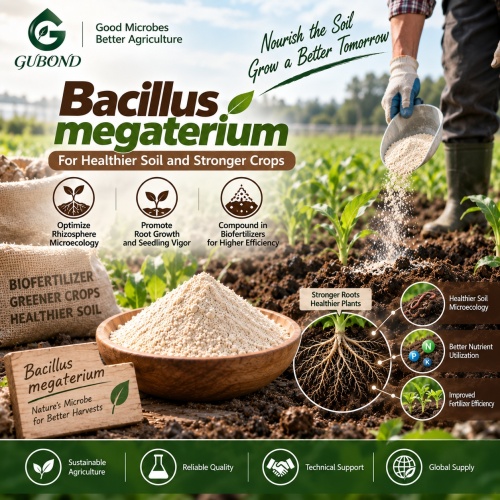 مسحوق بروبيوتيك Bacillus megaterium للأسمدة الحيوية التي تذوب الفوسفات