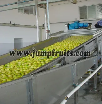 SUS304 fruit and vegetable washing line