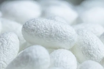 Organic Silkworm Cocoon Supplier for Skin Care Products