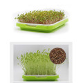 seedling tray for hydroponic vegetable