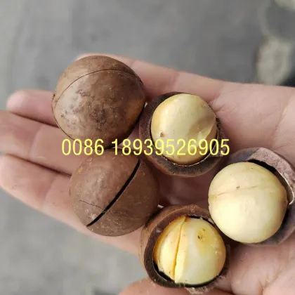 Hot Sale Hawaiian Nut Cracking Machine - Macadamia Shell Opening Equipment