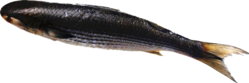 Whole Round Sea Frozen Mullet