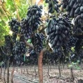 Uvas Pretas Frescas Doce Crisp Importadas