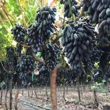 Uvas Pretas Frescas Doce Crisp Importadas