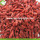 Wholesale Nutrition Dried Raw Organic Goji Berries