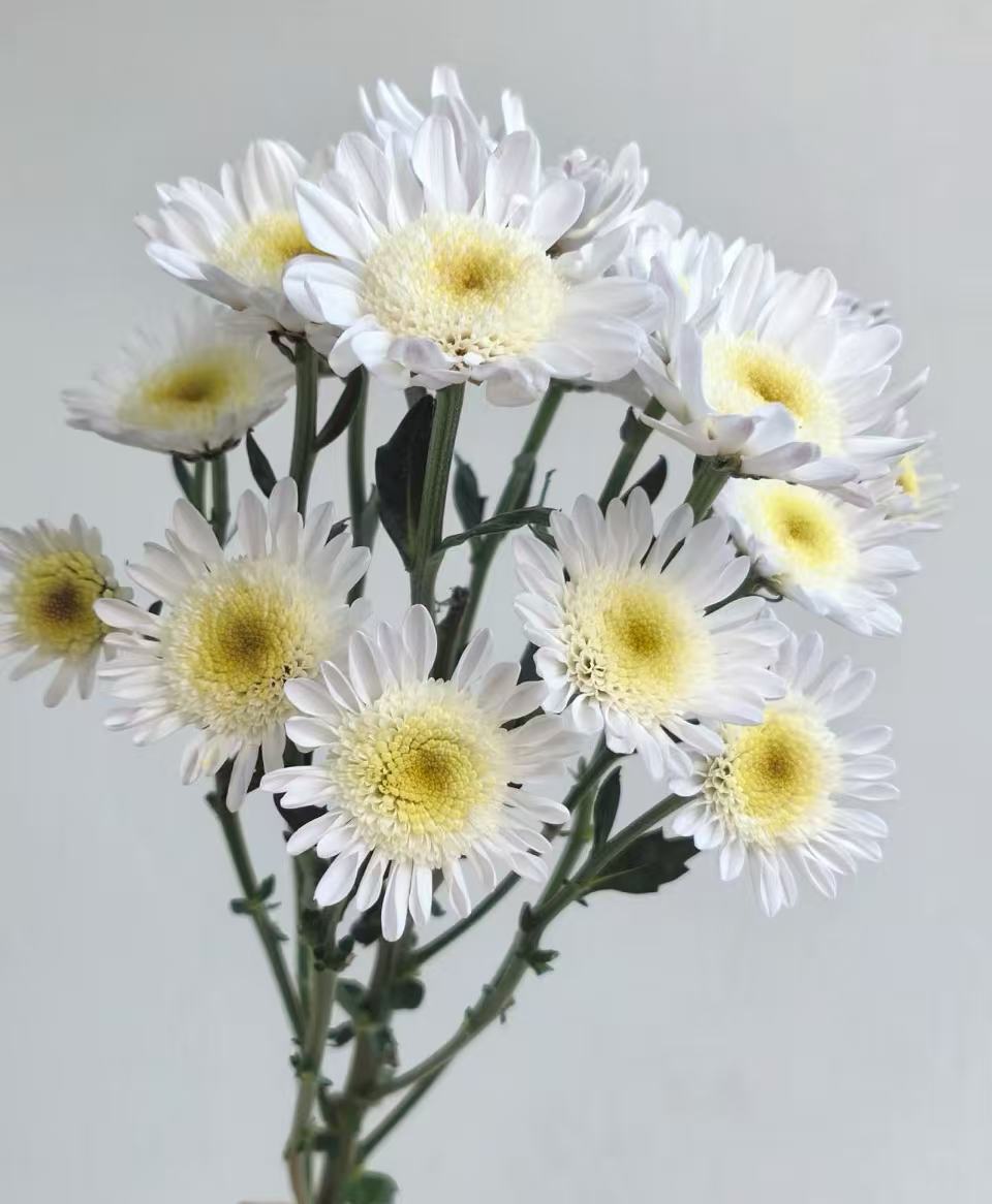 White chrysanthemum with scrambled eggs