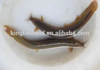 Live loach