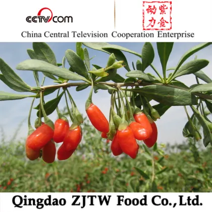 at Discount Fresh Goji Berries