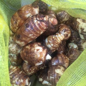 Good quality hot  sale taro for export