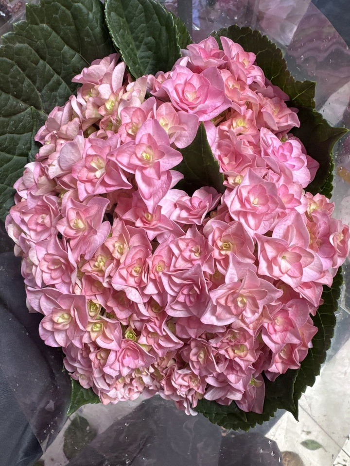 Pink double hydrangea
