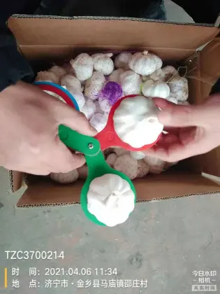 10KG CARTON GARLIC 20KG CARTON