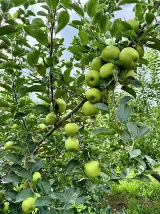 Delicious Fresh Green Apple YNxiguo Organic Choice